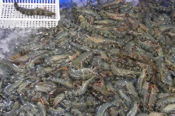 Fresh Tiger Prawns