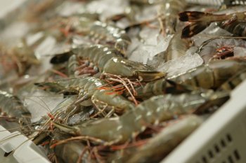 Fresh Tiger Prawns