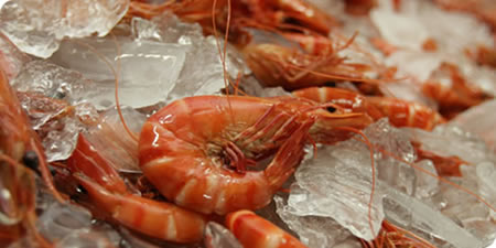 Gold Coast Prawns